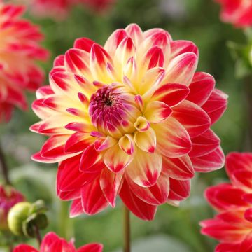 Dahlia Sights of Summer