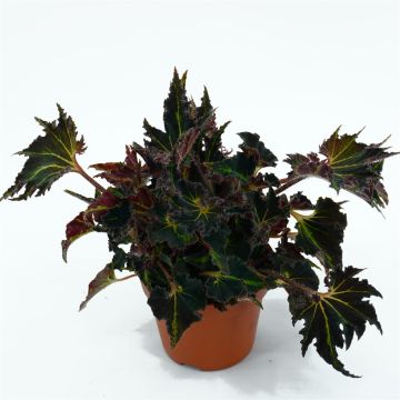 Begonia Breakdance