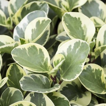 Peperomia obtusifolia Variegata