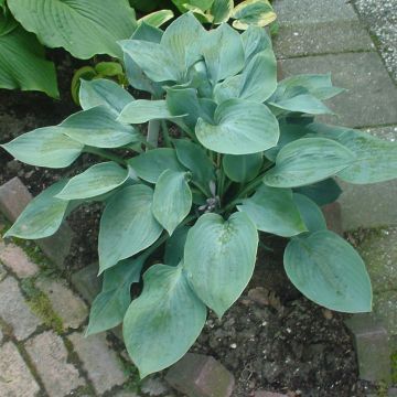 Hosta Blue Stilton