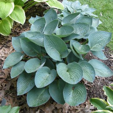Hosta Blue Vision