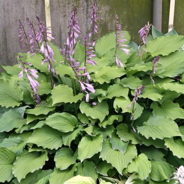 Hosta Elisabeth