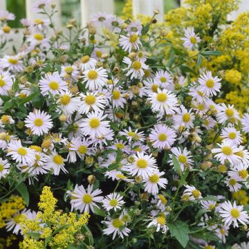 Kalimeris incisa Madiva