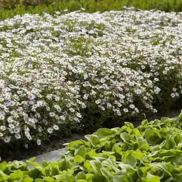 Aster ageratoides (Ashvi)
