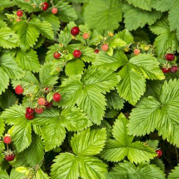 Fragaria vesca