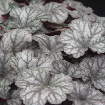 Heuchera Flores Sea 04