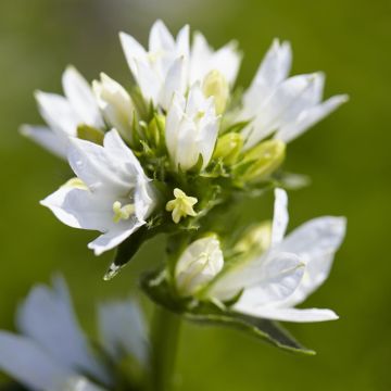 Campanula glomerata Alba