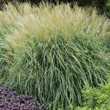 Miscanthus sinensis Adagio