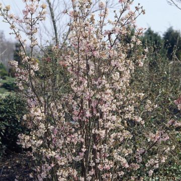 Viburnum x bodnantense Charles Lamont