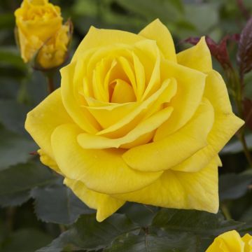Rosa Friesia (Floribunda Yellow)