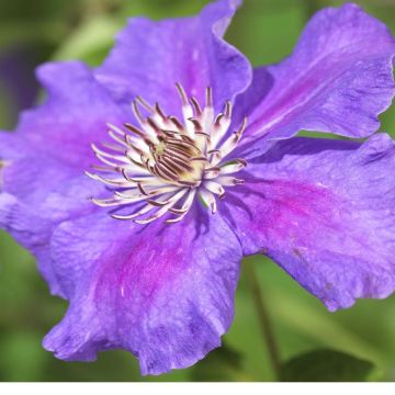 K101.00080 Clematis 'Ashva'