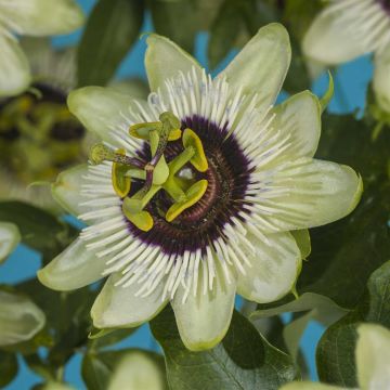 K74598 Passiflora 'Beauty of Hannover'