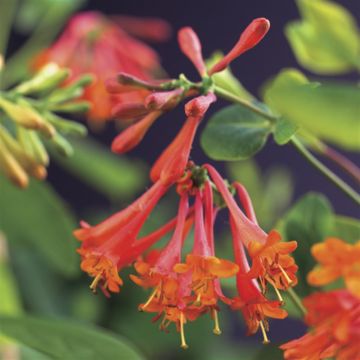 K64505 Lonicera 'Dropmore Scarlet'