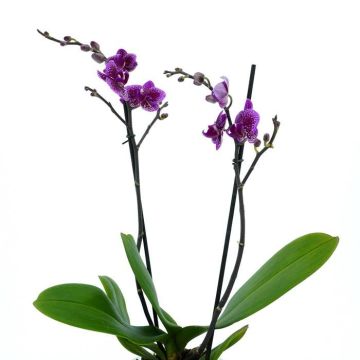 purple rain orchid option