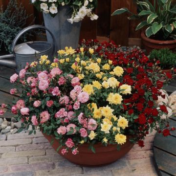 Rosa Collection mail