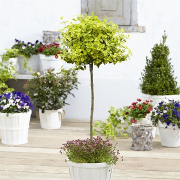 Euonymus fortunei Emerald 'n' Gold