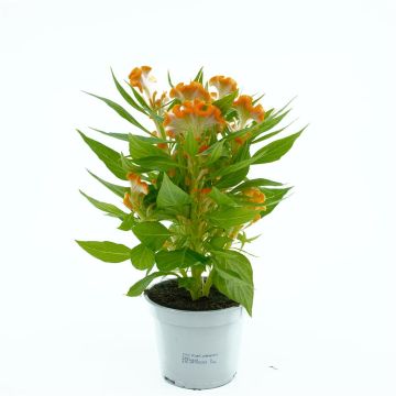 Celosia Orange