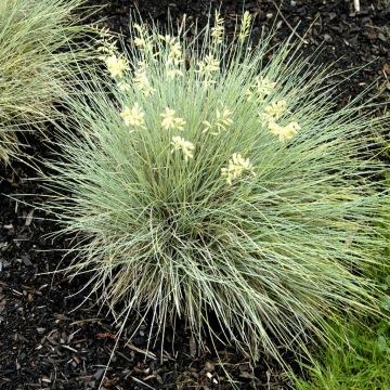 Festuca glauca Golden Toupee