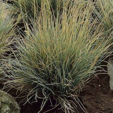 Festuca glauca (Walberla)