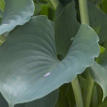 Hosta Moonlight Sonata (Shiny Sonata)