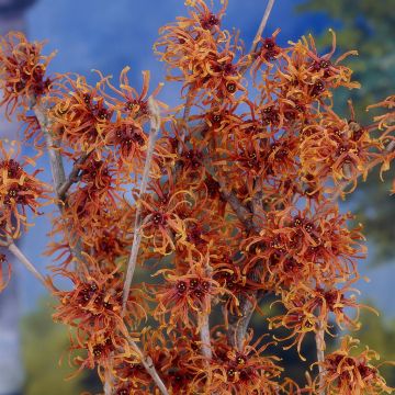 Hamamelis x intermedia Jelena