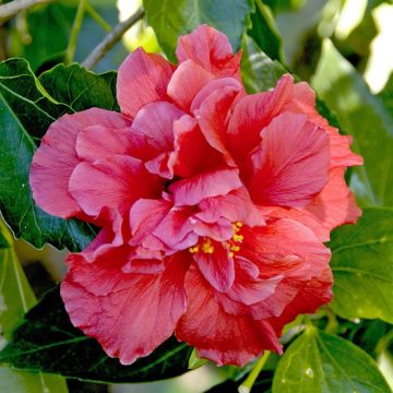 Hibiscus double (Magenta Chiffon)