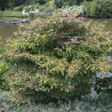 Viburnum plicatum Watanabe
