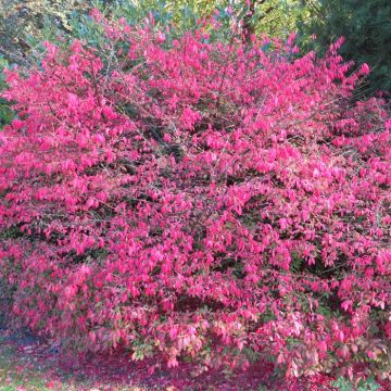 Euonymus alatus Compactus