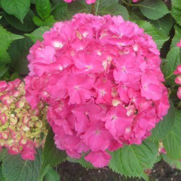 Hydrangea macrophylla Freudenstein