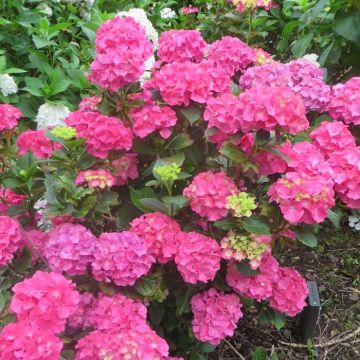 Hydrangea macrophylla Sibilla