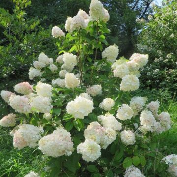 Hydrangea paniculata Silver Dollar