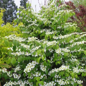 Viburnum plicatum KILIMANDJARO