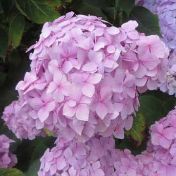 Hydrangea macrophylla Amethyst roze 20170701 B