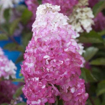 Hydrangea paniculata Fraise Melba