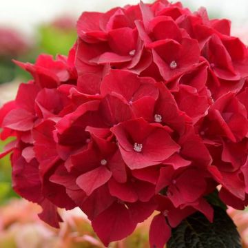 Hydrangea macrophylla MagicalÂ® Ruby Red(Bright Red)