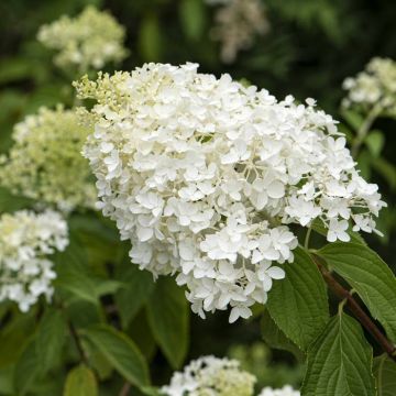 Hydrangea paniculata Little Lamb(Little Spooky)