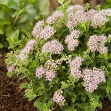 Spiraea japonica Nana