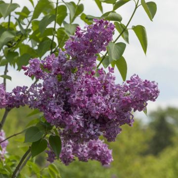 Syringa vulgaris MarÃ©chal Foch