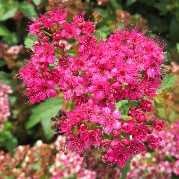 Spiraea densiflora 20200822 A