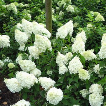 Hydrangea paniculata Polar Bear 20170803 2
