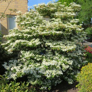 Viburnum plicatum St Keverne 20190501 C