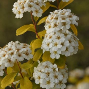 Spiraea vanhouttei Gold Fountain