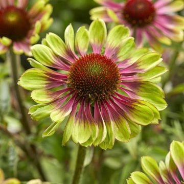 Echinacea purpurea Green Twister