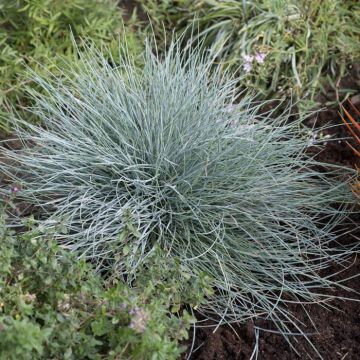 Festuca glauca (Eisvogel)