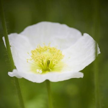 Papaver nudicaule Spring Fever White