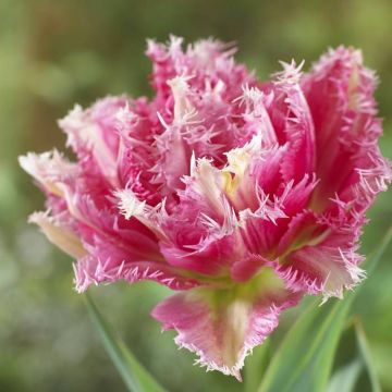 Tulipa Cool Crystal