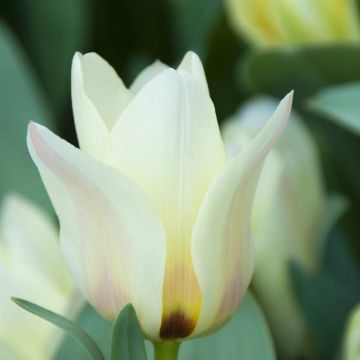 Tulipa Albion Star