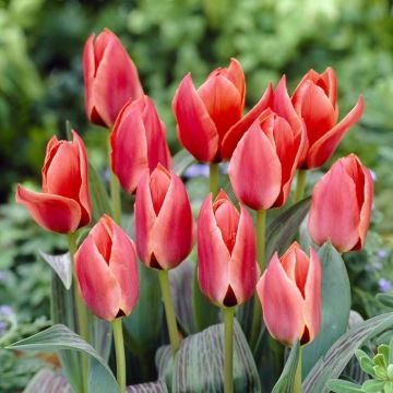 Tulipa Diantha