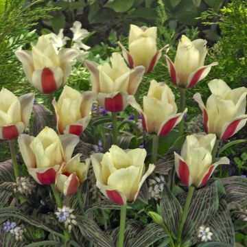 Tulipa Donna Bella