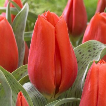 Tulipa Giant Orange Sunrise